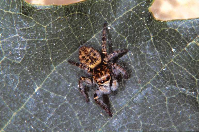 Carrhotus_xanthogramma_P1139_Z_85_Les Gris_Frankrijk.jpg